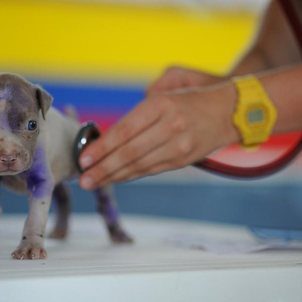 Asistente clínico veterinario